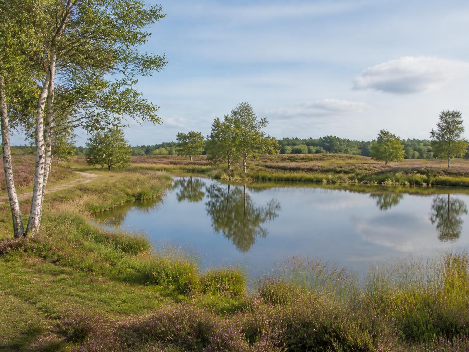 Natuur in Witteveen